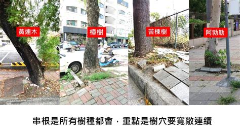 樹根生長|行道樹種植修剪大哉問：如何在街道「眷養」屬於森林。